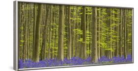 bluebells, Hyacinthoides nonscripta, Hallerbos, Brussels, Belgium-Michael Jaeschke-Framed Photographic Print