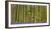 bluebells, Hyacinthoides nonscripta, Hallerbos, Brussels, Belgium-Michael Jaeschke-Framed Photographic Print