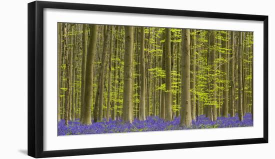 bluebells, Hyacinthoides nonscripta, Hallerbos, Brussels, Belgium-Michael Jaeschke-Framed Photographic Print