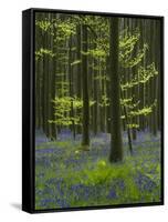 bluebells, Hyacinthoides nonscripta, Hallerbos, Brussels, Belgium-Michael Jaeschke-Framed Stretched Canvas