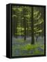 bluebells, Hyacinthoides nonscripta, Hallerbos, Brussels, Belgium-Michael Jaeschke-Framed Stretched Canvas