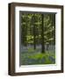 bluebells, Hyacinthoides nonscripta, Hallerbos, Brussels, Belgium-Michael Jaeschke-Framed Photographic Print