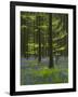 bluebells, Hyacinthoides nonscripta, Hallerbos, Brussels, Belgium-Michael Jaeschke-Framed Photographic Print