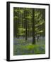 bluebells, Hyacinthoides nonscripta, Hallerbos, Brussels, Belgium-Michael Jaeschke-Framed Photographic Print