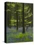 bluebells, Hyacinthoides nonscripta, Hallerbos, Brussels, Belgium-Michael Jaeschke-Stretched Canvas