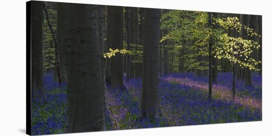 bluebells, Hyacinthoides nonscripta, Hallerbos, Brussels, Belgium-Michael Jaeschke-Stretched Canvas