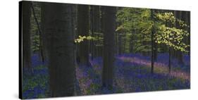 bluebells, Hyacinthoides nonscripta, Hallerbos, Brussels, Belgium-Michael Jaeschke-Stretched Canvas