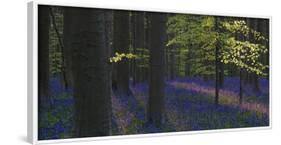 bluebells, Hyacinthoides nonscripta, Hallerbos, Brussels, Belgium-Michael Jaeschke-Framed Photographic Print