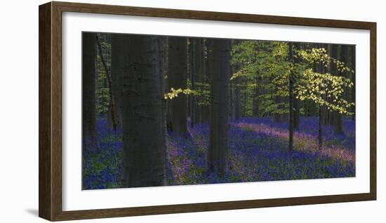 bluebells, Hyacinthoides nonscripta, Hallerbos, Brussels, Belgium-Michael Jaeschke-Framed Photographic Print