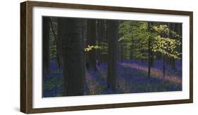 bluebells, Hyacinthoides nonscripta, Hallerbos, Brussels, Belgium-Michael Jaeschke-Framed Photographic Print