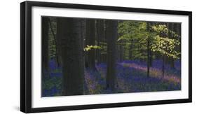 bluebells, Hyacinthoides nonscripta, Hallerbos, Brussels, Belgium-Michael Jaeschke-Framed Photographic Print