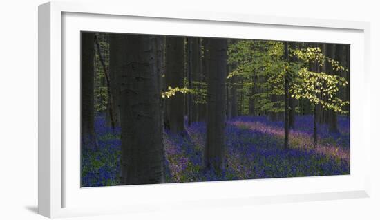 bluebells, Hyacinthoides nonscripta, Hallerbos, Brussels, Belgium-Michael Jaeschke-Framed Photographic Print