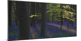 bluebells, Hyacinthoides nonscripta, Hallerbos, Brussels, Belgium-Michael Jaeschke-Mounted Photographic Print