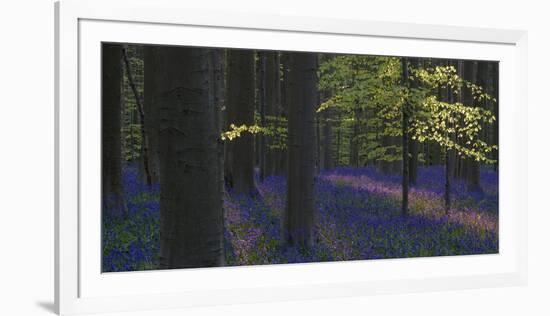 bluebells, Hyacinthoides nonscripta, Hallerbos, Brussels, Belgium-Michael Jaeschke-Framed Photographic Print