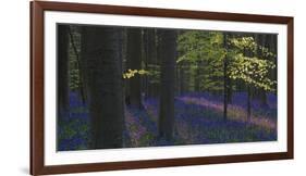 bluebells, Hyacinthoides nonscripta, Hallerbos, Brussels, Belgium-Michael Jaeschke-Framed Photographic Print