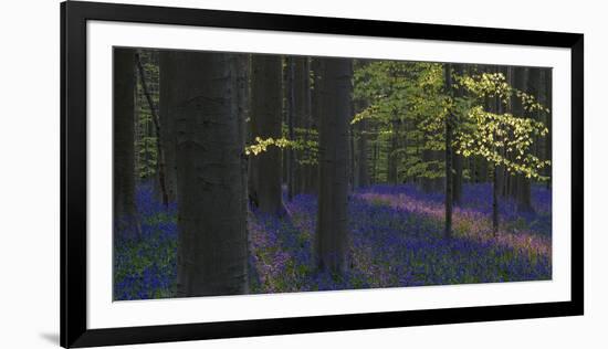 bluebells, Hyacinthoides nonscripta, Hallerbos, Brussels, Belgium-Michael Jaeschke-Framed Photographic Print