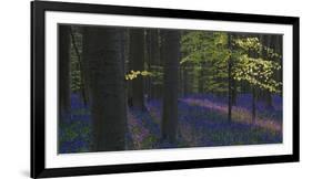 bluebells, Hyacinthoides nonscripta, Hallerbos, Brussels, Belgium-Michael Jaeschke-Framed Photographic Print