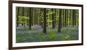 bluebells, Hyacinthoides nonscripta, Hallerbos, Brussels, Belgium-Michael Jaeschke-Framed Photographic Print