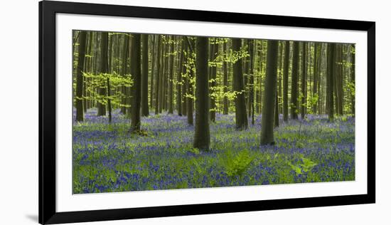 bluebells, Hyacinthoides nonscripta, Hallerbos, Brussels, Belgium-Michael Jaeschke-Framed Photographic Print