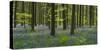 bluebells, Hyacinthoides nonscripta, Hallerbos, Brussels, Belgium-Michael Jaeschke-Stretched Canvas