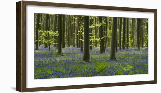 bluebells, Hyacinthoides nonscripta, Hallerbos, Brussels, Belgium-Michael Jaeschke-Framed Photographic Print