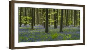 bluebells, Hyacinthoides nonscripta, Hallerbos, Brussels, Belgium-Michael Jaeschke-Framed Photographic Print