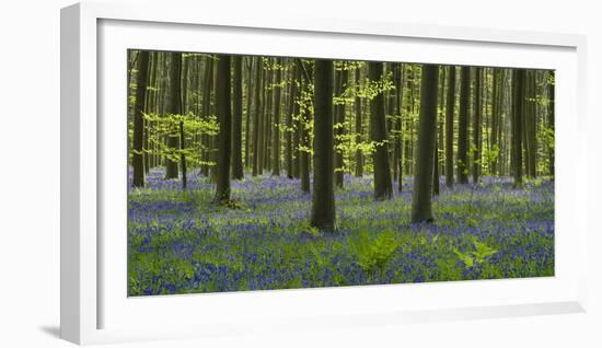 bluebells, Hyacinthoides nonscripta, Hallerbos, Brussels, Belgium-Michael Jaeschke-Framed Photographic Print