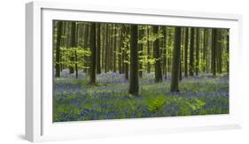 bluebells, Hyacinthoides nonscripta, Hallerbos, Brussels, Belgium-Michael Jaeschke-Framed Photographic Print