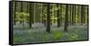 bluebells, Hyacinthoides nonscripta, Hallerbos, Brussels, Belgium-Michael Jaeschke-Framed Stretched Canvas