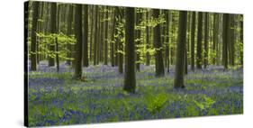 bluebells, Hyacinthoides nonscripta, Hallerbos, Brussels, Belgium-Michael Jaeschke-Stretched Canvas