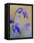 bluebells, Hyacinthoides nonscripta, Hallerbos, close up-Michael Jaeschke-Framed Stretched Canvas