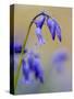 bluebells, Hyacinthoides nonscripta, Hallerbos, close up-Michael Jaeschke-Stretched Canvas