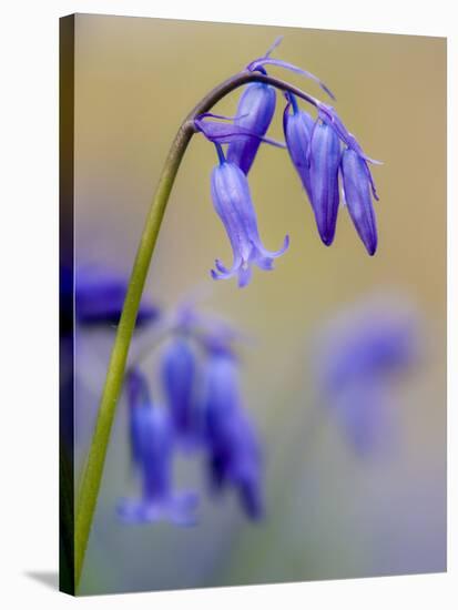 bluebells, Hyacinthoides nonscripta, Hallerbos, close up-Michael Jaeschke-Stretched Canvas