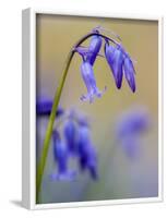 bluebells, Hyacinthoides nonscripta, Hallerbos, close up-Michael Jaeschke-Framed Photographic Print