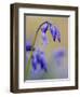 bluebells, Hyacinthoides nonscripta, Hallerbos, close up-Michael Jaeschke-Framed Photographic Print