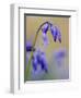 bluebells, Hyacinthoides nonscripta, Hallerbos, close up-Michael Jaeschke-Framed Photographic Print