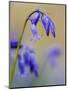 bluebells, Hyacinthoides nonscripta, Hallerbos, close up-Michael Jaeschke-Mounted Photographic Print