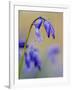 bluebells, Hyacinthoides nonscripta, Hallerbos, close up-Michael Jaeschke-Framed Photographic Print