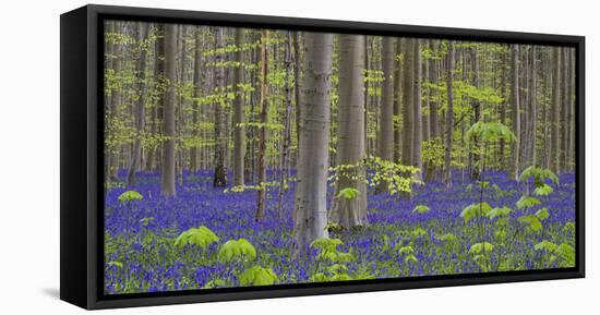 bluebells, Hyacinthoides nonscripta, Hallerbos nature reserve, Belgium-Michael Jaeschke-Framed Stretched Canvas