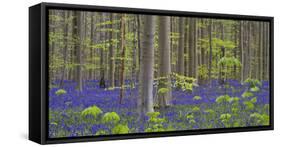 bluebells, Hyacinthoides nonscripta, Hallerbos nature reserve, Belgium-Michael Jaeschke-Framed Stretched Canvas