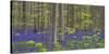 bluebells, Hyacinthoides nonscripta, Hallerbos nature reserve, Belgium-Michael Jaeschke-Stretched Canvas
