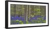 bluebells, Hyacinthoides nonscripta, Hallerbos nature reserve, Belgium-Michael Jaeschke-Framed Photographic Print