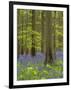 bluebells, Hyacinthoides nonscripta, spring in the Hallerbos nature reserve, Belgium-Michael Jaeschke-Framed Photographic Print