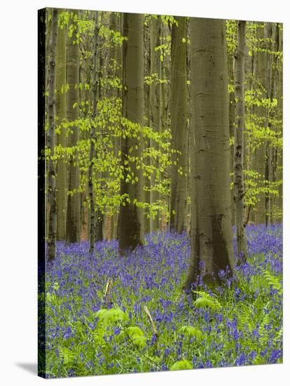 bluebells, Hyacinthoides nonscripta, spring in the Hallerbos nature reserve, Belgium-Michael Jaeschke-Stretched Canvas