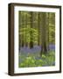 bluebells, Hyacinthoides nonscripta, spring in the Hallerbos nature reserve, Belgium-Michael Jaeschke-Framed Photographic Print