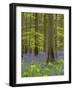 bluebells, Hyacinthoides nonscripta, spring in the Hallerbos nature reserve, Belgium-Michael Jaeschke-Framed Photographic Print