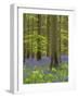 bluebells, Hyacinthoides nonscripta, spring in the Hallerbos nature reserve, Belgium-Michael Jaeschke-Framed Photographic Print