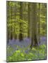 bluebells, Hyacinthoides nonscripta, spring in the Hallerbos nature reserve, Belgium-Michael Jaeschke-Mounted Photographic Print