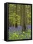 bluebells, Hyacinthoides nonscripta, spring in the Hallerbos nature reserve, Belgium-Michael Jaeschke-Framed Stretched Canvas