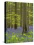 bluebells, Hyacinthoides nonscripta, spring in the Hallerbos nature reserve, Belgium-Michael Jaeschke-Stretched Canvas